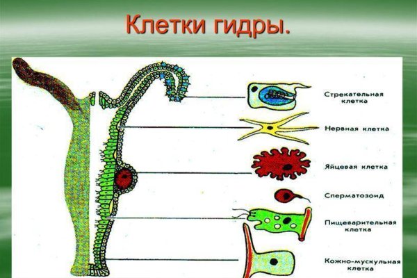 Не могу зайти на кракен